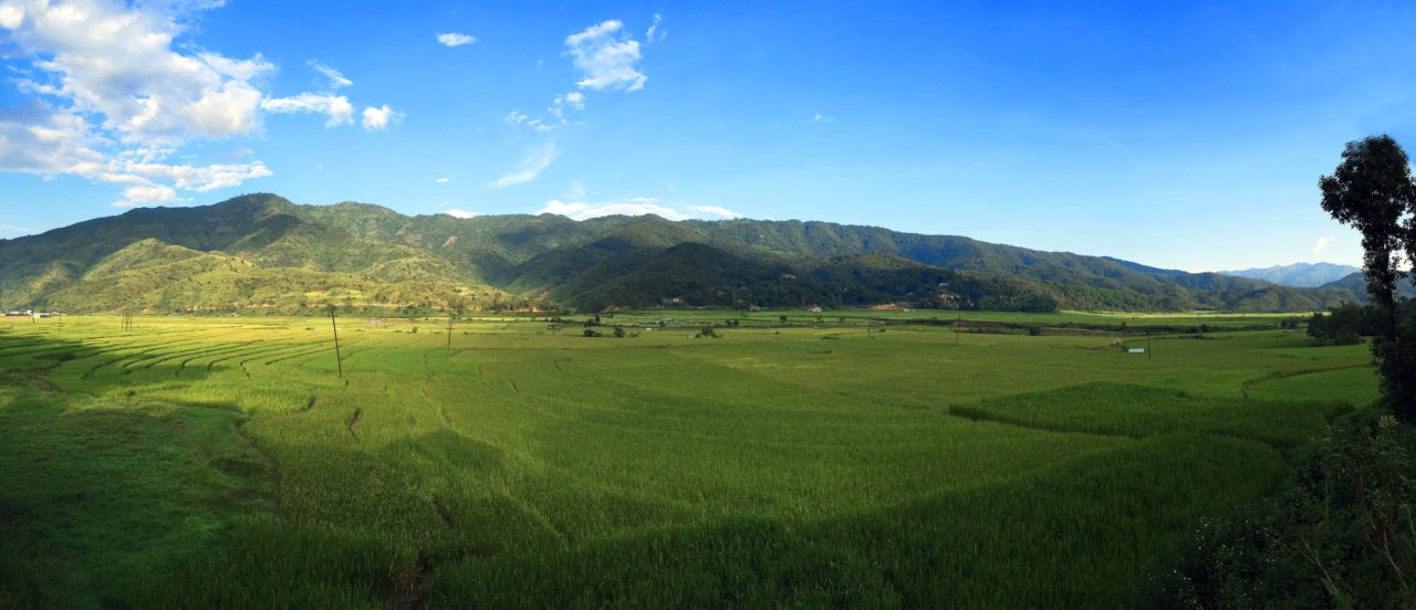 Rice fields of Senapati