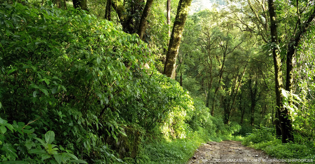 Forest trails everywhere in Nagaland