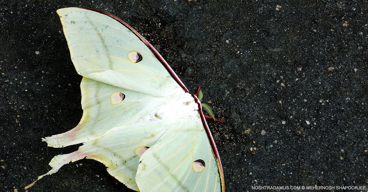 Giant Butterflies of Nagaland