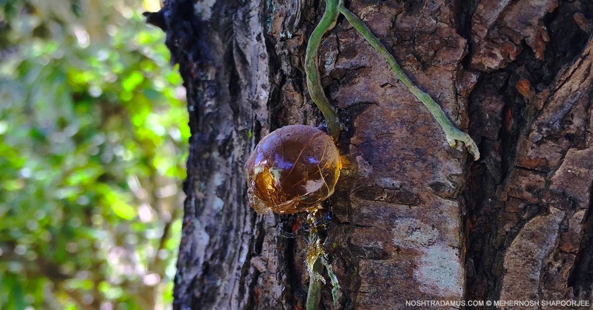 Nature is bursting out, everywhere in Meghalaya